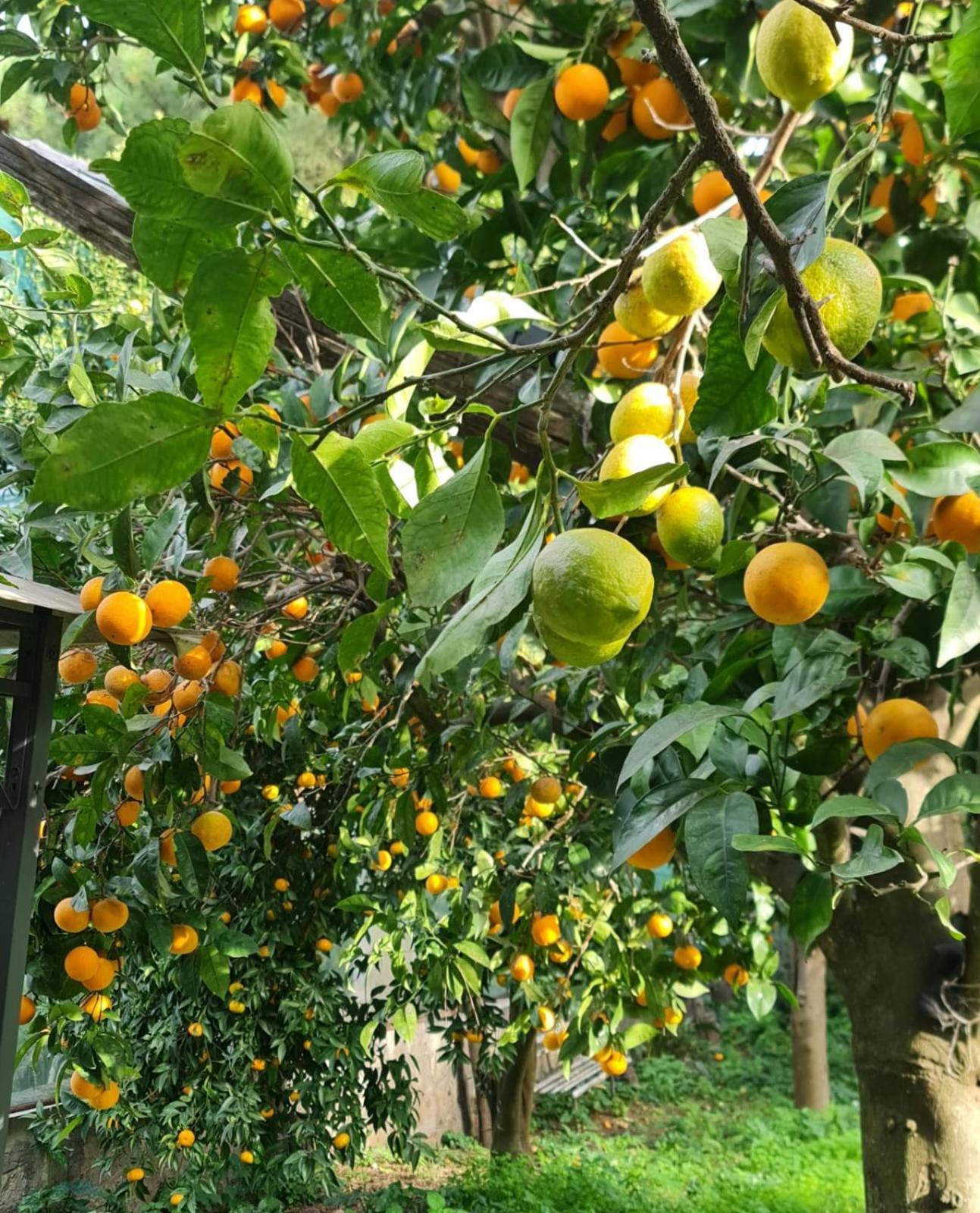Casa Rosellina Sorrento Villa Kültér fotó